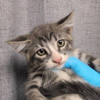 Qwik Trip -  Domestic Short Hair Cat for Adoption in Hattiesburg, Mississippi - Qwik Trip | PetCurious