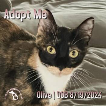 Calico and Tortoiseshell Cats Available for Adoption in Hermosa Beach, California - Olive | PetCurious