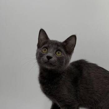 Raffia -  Domestic Short Hair Cat for Adoption in State College, Pennsylvania - Raffia | PetCurious