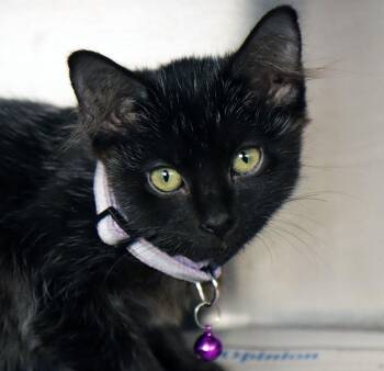 Pepa (AO37497) -  Domestic Medium Hair Cat for Adoption in Kansas City, Kansas - Pepa (AO37497) | PetCurious