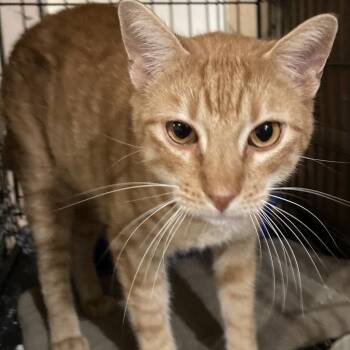 Domestic Short Hair Cats Available for Adoption in League City, Texas - Nemo | PetCurious