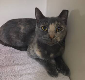 Rescue Extra Toes Cat Hemingway Polydactyl Cats for Adoption in Waynesville, Missouri - Thelma | PetCurious