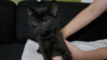 ARTHUR -  Domestic Short Hair Cat for Adoption in Colorado Springs, Colorado - ARTHUR | PetCurious