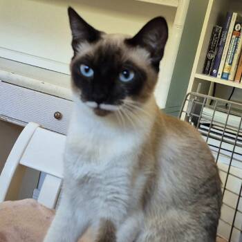 Rescue Siamese Cats for Adoption in Agoura Hills, California - Pistachio | PetCurious