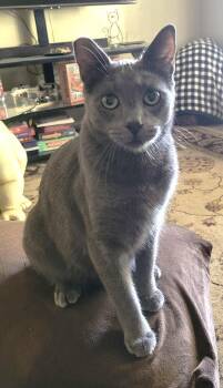 Eddie -  Russian Blue Cat for Adoption in San Anselmo, California - Eddie | PetCurious