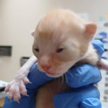 Yacht -  Domestic Short Hair Cat for Adoption in Kanab, Utah - Yacht | PetCurious
