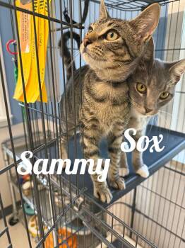 Sox -  Domestic Short Hair Cat for Adoption in Manistee, Michigan - Sox | PetCurious