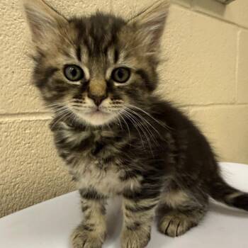 Arnold Palmer -  Domestic Short Hair Cat for Adoption in Troy, Virginia - Arnold Palmer | PetCurious