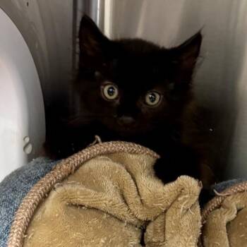 Legacy 54198 -  Domestic Medium Hair Cat for Adoption in Las Vegas, Nevada - Legacy 54198 | PetCurious