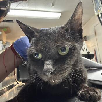 Domestic Short Hair Cats Available for Adoption - Sarabi | PetCurious