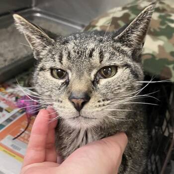 Layla -  Domestic Short Hair and Mixed Breed Cat for Adoption in Dekalb, Illinois - Layla | PetCurious