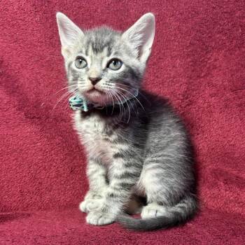Milo -  Domestic Short Hair Cat for Adoption in Titusville, Florida - Milo | PetCurious