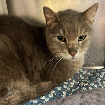 Domestic Medium Hair Cats Available for Adoption - Mercury | PetCurious