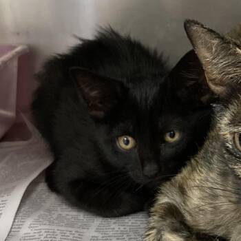 Waffle -  Domestic Short Hair Cat for Adoption in Galveston, Texas - Waffle | PetCurious