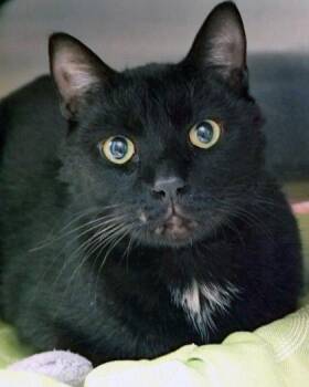 Funky Cold Medina -  Domestic Short Hair Cat for Adoption in Fishers, Indiana - Funky Cold Medina | PetCurious