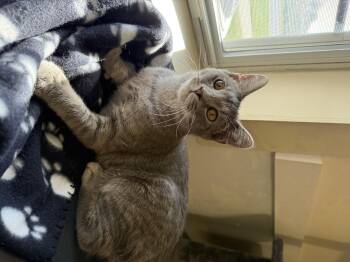 Rescue Domestic Short Hair Cats for Adoption in Lincoln, Illinois - Floyd | PetCurious