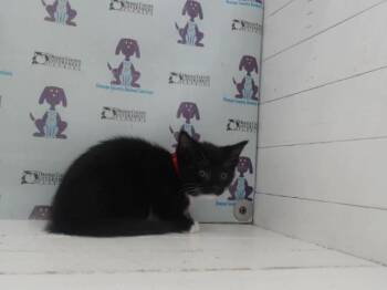 Rescue Domestic Short Hair Cats for Adoption in Orlando, Florida - CHARLOTTE | PetCurious