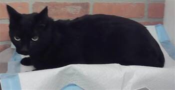 KITTEN -  Domestic Short Hair Cat for Adoption in Houston, Texas - KITTEN | PetCurious