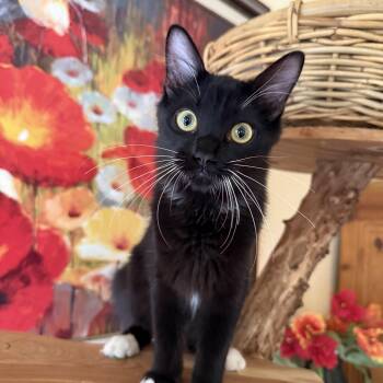 Socks -  Tuxedo Cat for Adoption in Fort Worth, Texas - Socks | PetCurious