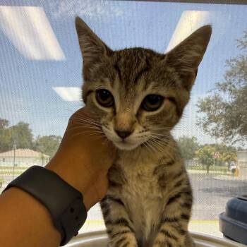 Smitten -  Domestic Short Hair Cat for Adoption in Lakeland, Florida - Smitten | PetCurious