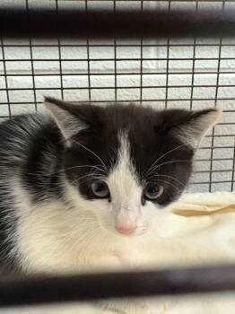 Rescue Domestic Short Hair Cats for Adoption in Knoxville, Tennessee - Sugar Cookie | PetCurious