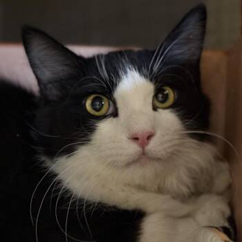 Black Tiger -  Domestic Medium Hair Cat for Adoption in Tucson, Arizona - Black Tiger | PetCurious