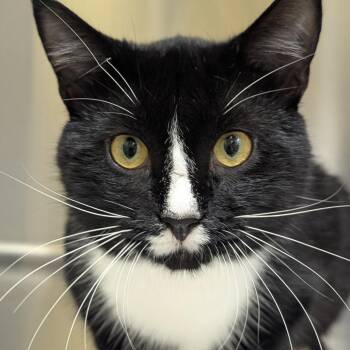 Scar and Beards (Bonded pair) -  Domestic Short Hair Cat for Adoption in Fenton, Michigan - Scar And Beards (Bonded Pair) | PetCurious