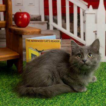 Sterling -  Domestic Medium Hair Cat for Adoption in Lapeer, Michigan - Sterling | PetCurious