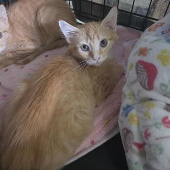 Tortellini -  Domestic Medium Hair Cat for Adoption in Virginia Beach, Virginia - Tortellini | PetCurious