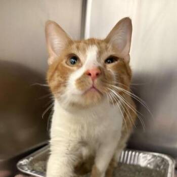 Domestic Short Hair Cats Available for Adoption - Mountain Dew | PetCurious