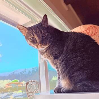 Rescue Domestic Short Hair Cats for Adoption in Desert Hot Springs, California - Mia Rose | PetCurious