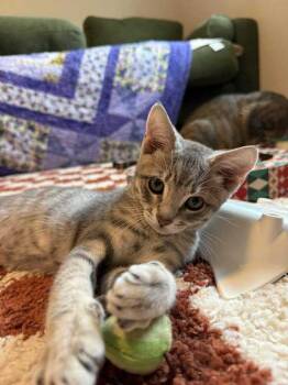 Rescue Domestic Short Hair Cats for Adoption in Deltona, Florida - Marshall Brady | PetCurious