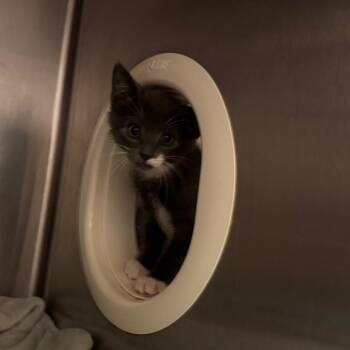 Tuba -  Domestic Short Hair Cat for Adoption in York, Pennsylvania - Tuba | PetCurious