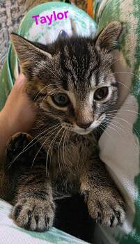 Taylor -  Domestic Short Hair Cat for Adoption in Jamesville, New York - Taylor | PetCurious