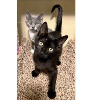 Messi -  Domestic Short Hair Cat for Adoption in Millcreek, Utah - Messi | PetCurious
