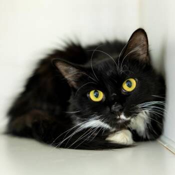 Domestic Medium Hair Cats Available for Adoption in Durham, North Carolina - Edie | PetCurious