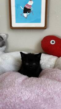 Domestic Short Hair Cats Available for Adoption in Portland, Oregon - Spleen - Not The Organ:)  | PetCurious