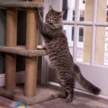 Holly Katter, FIV+ -  Domestic Long Hair and Domestic Short Hair Cat for Adoption in Hudson, Massachusetts - Holly Katter, FIV+ | PetCurious