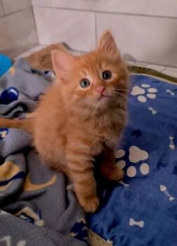 Meeny - Playful and affectionate -  Domestic Short Hair Cat for Adoption in Muskego, Wisconsin - Meeny - Playful And Affectionate | PetCurious