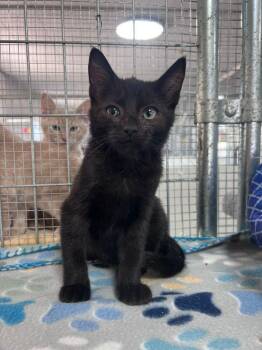 Pooh -  Domestic Short Hair Cat for Adoption in Mcpherson, Kansas - Pooh | PetCurious