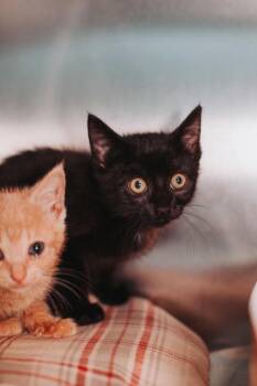 Domestic Short Hair Cats Available for Adoption in North Charleston, South Carolina - 00749b Hummus | PetCurious