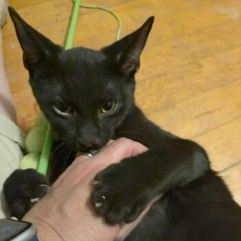 Vincent Price -  Domestic Short Hair Cat for Adoption in Medina, Ohio - Vincent Price | PetCurious