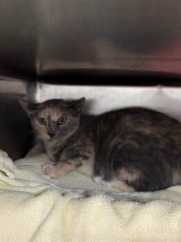 Domestic Short Hair Cats Available for Adoption - WISP | PetCurious