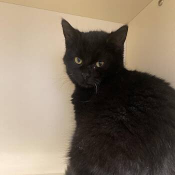 Domestic Short Hair Cats Available for Adoption - Bodey | PetCurious