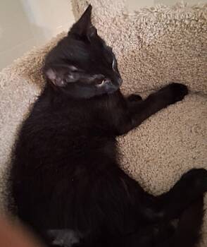 Oscar -  Domestic Short Hair Cat for Adoption in Oviedo, Florida - Oscar | PetCurious