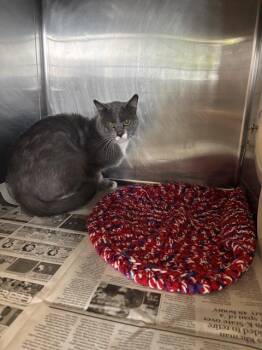 BUBBA -  Domestic Short Hair Cat for Adoption in Olathe, Kansas - BUBBA | PetCurious