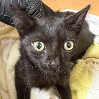 Francais -  Domestic Short Hair Cat for Adoption in Yuma, Arizona - Francais | PetCurious