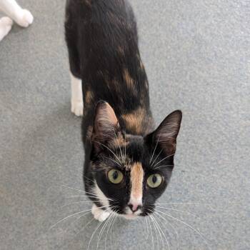 Buttercup -  Domestic Short Hair Cat for Adoption in Suffolk, Virginia - Buttercup | PetCurious