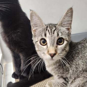 Misty Gray -  Domestic Short Hair Cat for Adoption in Colorado Springs, Colorado - Misty Gray | PetCurious