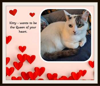 Kitty — Needs A Second Chance at Someone